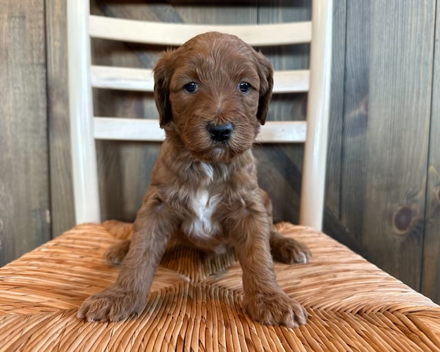 Pearl is an F1B Goldendoodle for sale in Iowa.