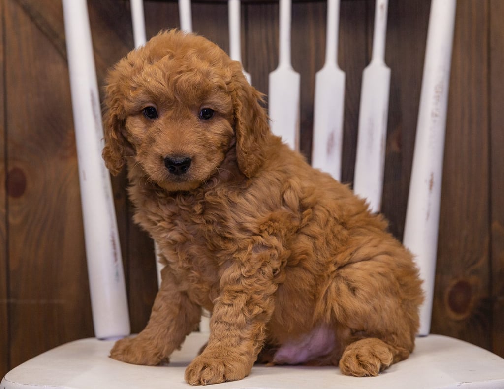 Goldendoodles bred in in United States by Poodles 2 Doodles