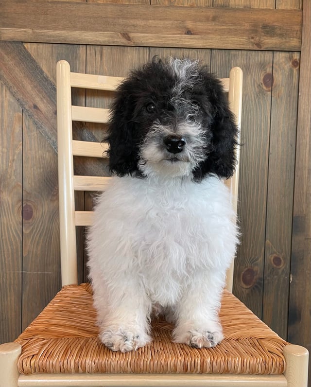 Parker is an F1B Sheepadoodle that should have  and is currently living in Iowa
