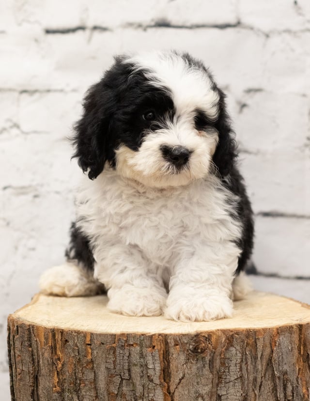 A picture of a Radar, a gorgeous Mini Sheepadoodles for sale