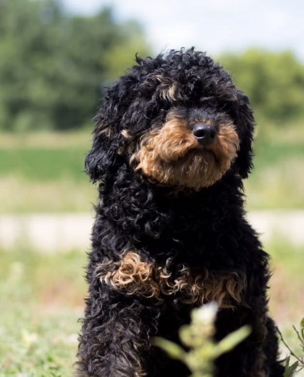 A picture of a Nash, one of our  s puppies that went to their home in Minnesota