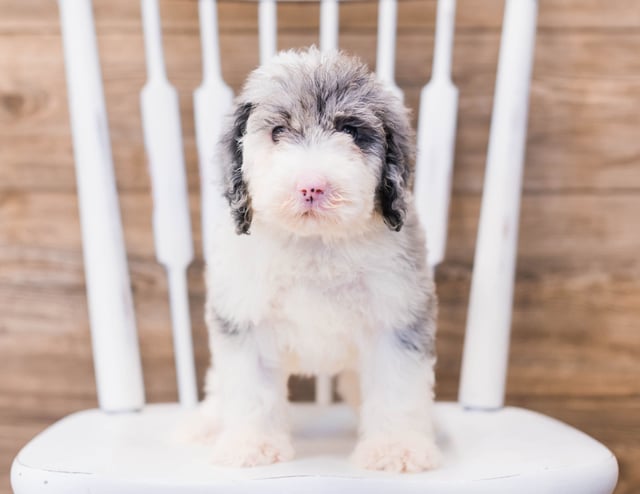 Yadine is an F1 Sheepadoodle that should have  and is currently living in South Dakota