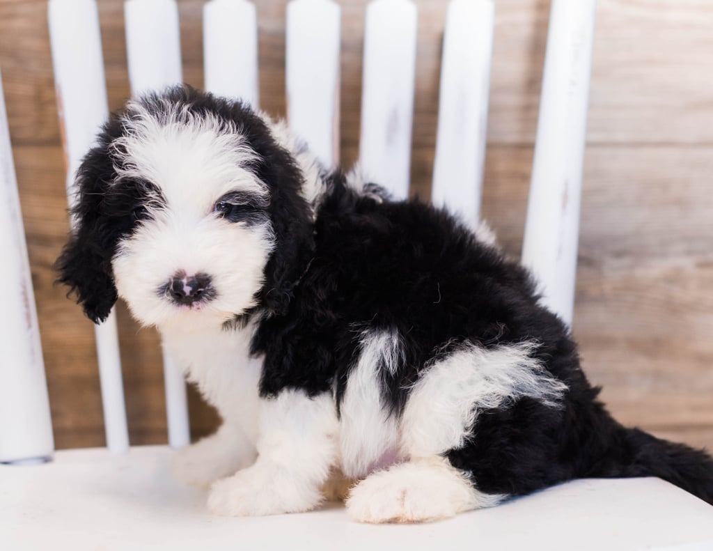 Yackie is an F1 Sheepadoodle that should have  and is currently living in Colorado 