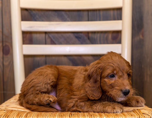 A picture of a Hank, one of our Mini Goldendoodles puppies that went to their home in Nebraska