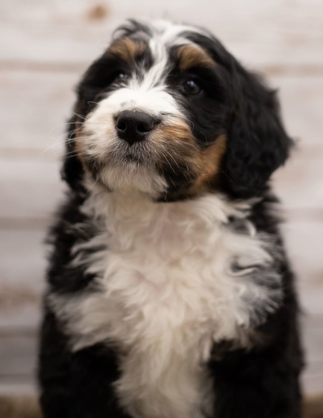 Icon is an F1 Bernedoodle for sale in Iowa.
