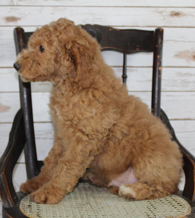 Moose is an F2B Irish Goldendoodle that should have  and is currently living in Minnesota