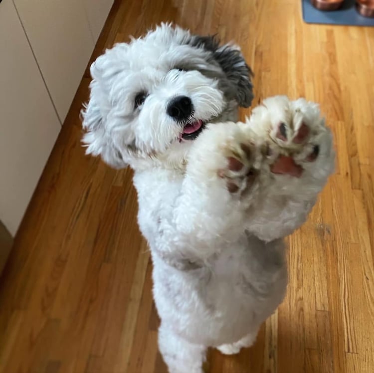 F1 Mini Sheepadoodle Puppy giving high five