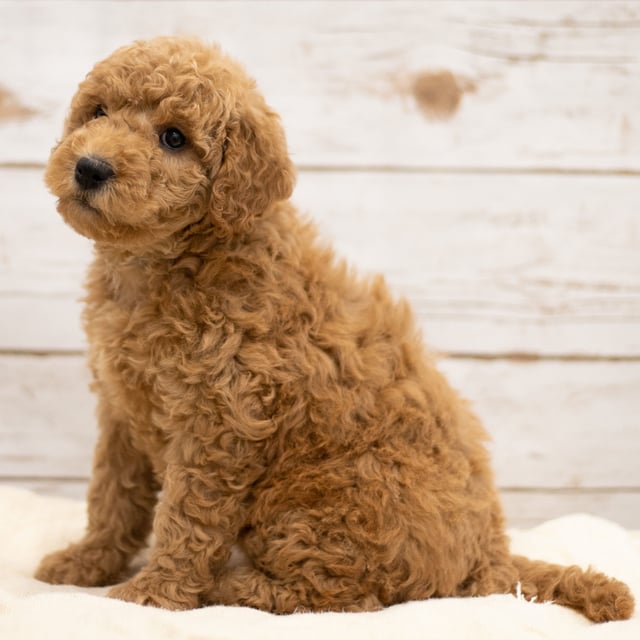 A picture of a Kiya, one of our Mini Goldendoodles puppies that went to their home in North Dakota