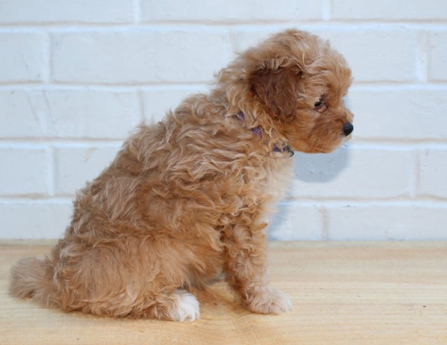 Honey came from Scarlett and Taylor's litter of F1BB Goldendoodles
