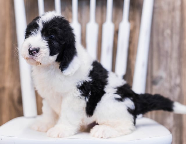 Elf is an F1 Sheepadoodle that should have  and is currently living in Nebraska