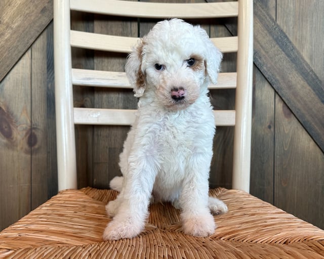 Goldendoodles bred in in Iowa by Poodles 2 Doodles