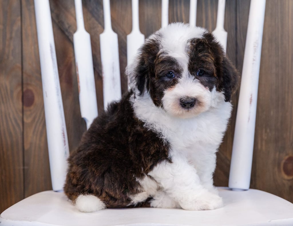 Elliot is a Mini Sheepadoodle Puppy Sold As Of 04/25/2021