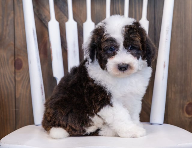 A picture of a Elliot, one of our Mini Sheepadoodles puppies that went to their home in Illinois