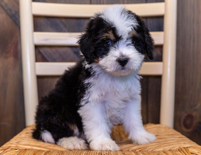 A picture of a Xera, one of our Standard Bernedoodles puppies that went to their home in Iowa