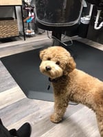 F1 Mini Goldendoodle