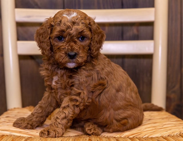 Want to learn more about Goldendoodles? Check out our blog post titled "The New Dog Breed Everyone Seems to Want"