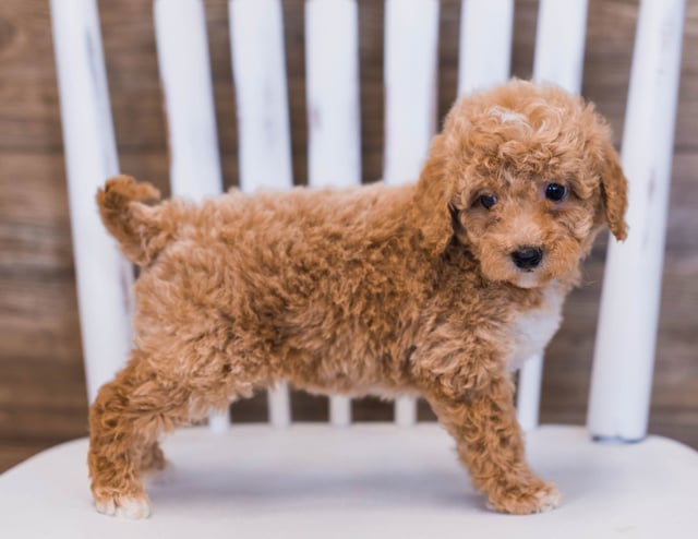 Peter is an  Poodle for sale in Iowa.