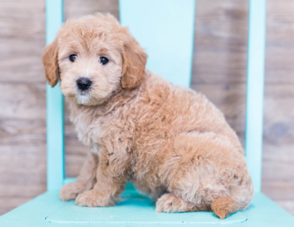 A picture of a Oden, one of our Mini Goldendoodles puppies that went to their home in Illinois