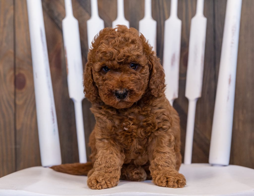 Doodle came from Berkeley and Teddy's litter of F2B Goldendoodles