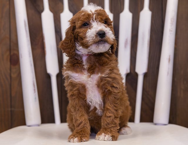 Another pic of our recent Goldendoodle litter