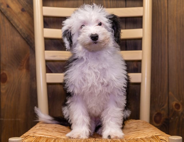 Roxy came from Piper and Stanley's litter of F1 Sheepadoodles