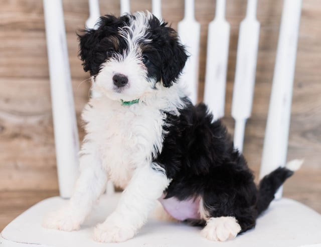 A picture of a Wendy, one of our Mini Bernedoodles puppies that went to their home in Pennsylvania 