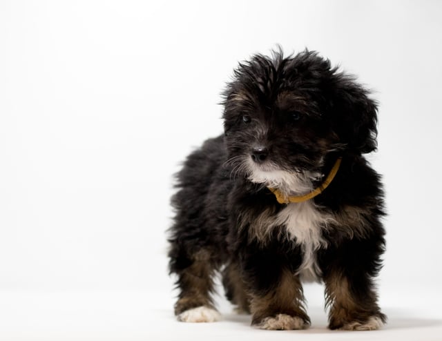 Fay is an F1 Bernedoodle for sale in Iowa.