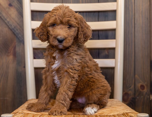 Luna is an F1B Goldendoodle that should have  and is currently living in South Dakota