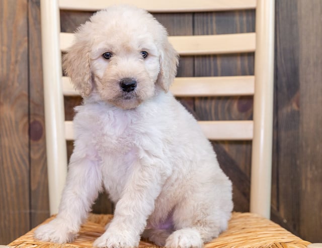 Quor is an F1 Goldendoodle that should have  and is currently living in Iowa