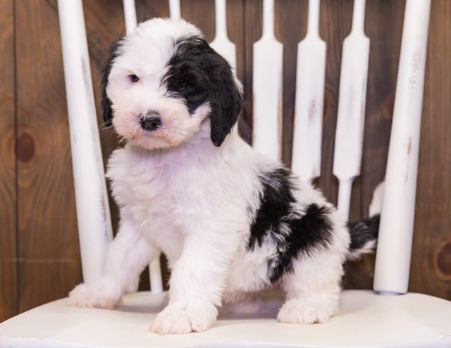 Fay came from Shandy and Bentley's litter of F1 Sheepadoodles