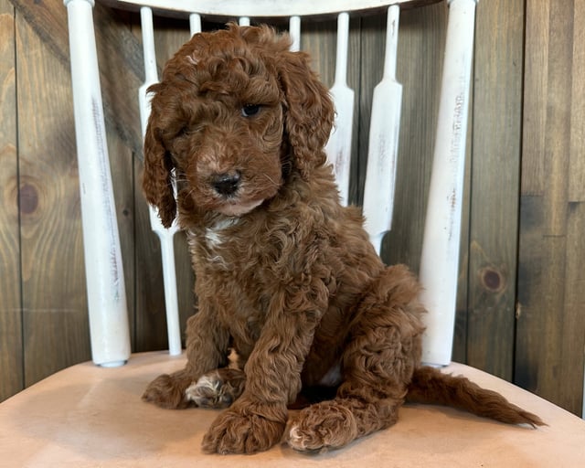 Learn more about Goldendoodles on our blog