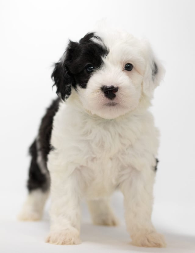 Another great picture of Gala, a Sheepadoodles puppy
