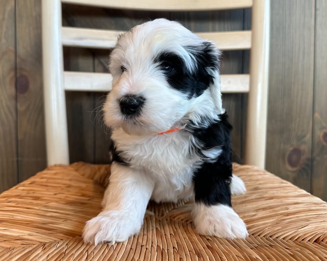 Rose is an F1 Sheepadoodle for sale in Iowa.