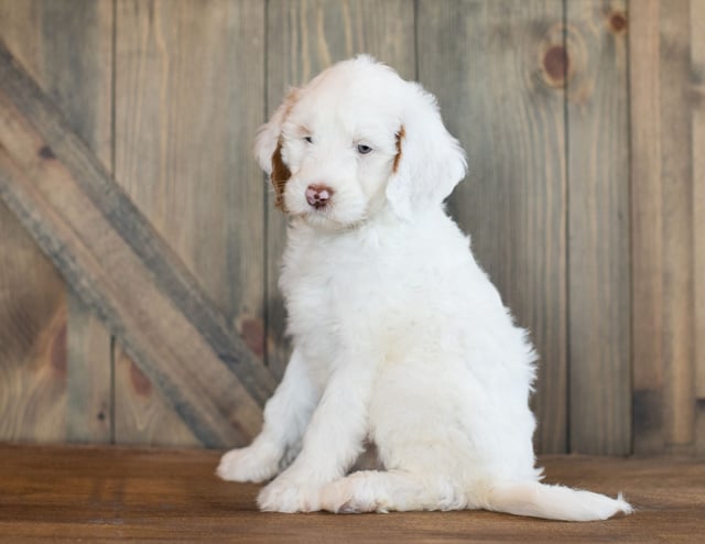 Dezi is an F1BB Goldendoodle that should have  and is currently living in Texas