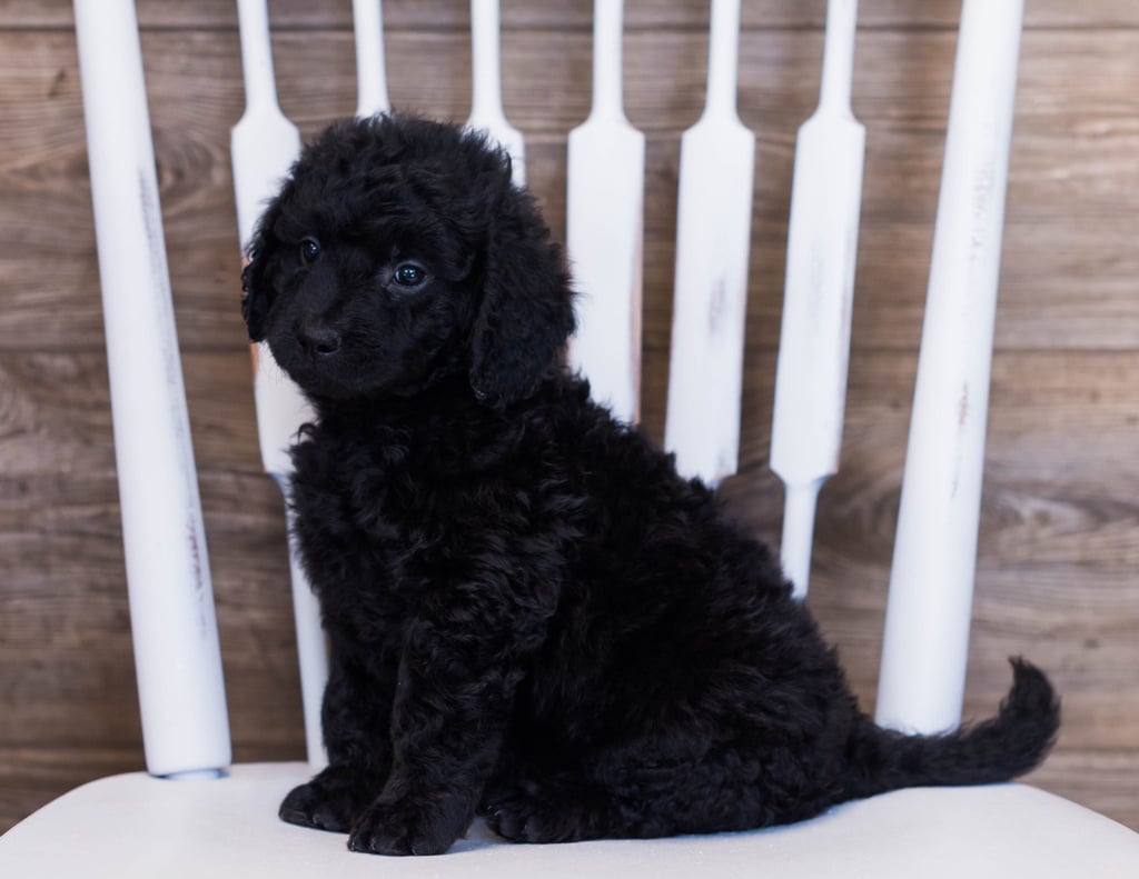 Vlad came from Sassy and Ozzy's litter of F1 Goldendoodles