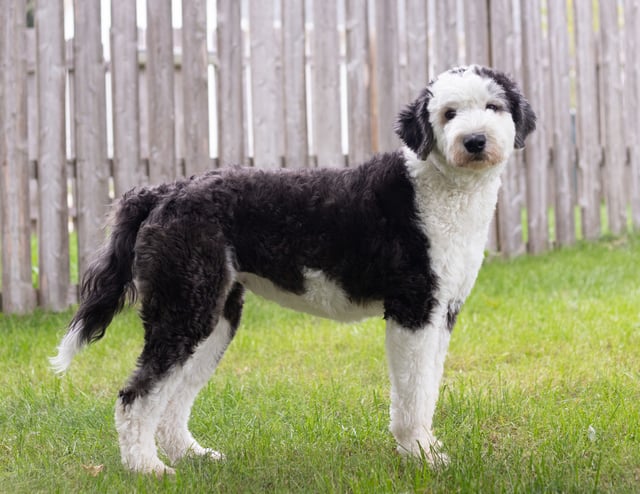 A picture of one of our Sheepadoodle mother's, Harper.