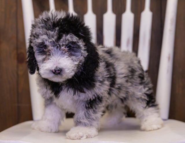 Polly is an F1B Sheepadoodle that should have  and is currently living in South Dakota