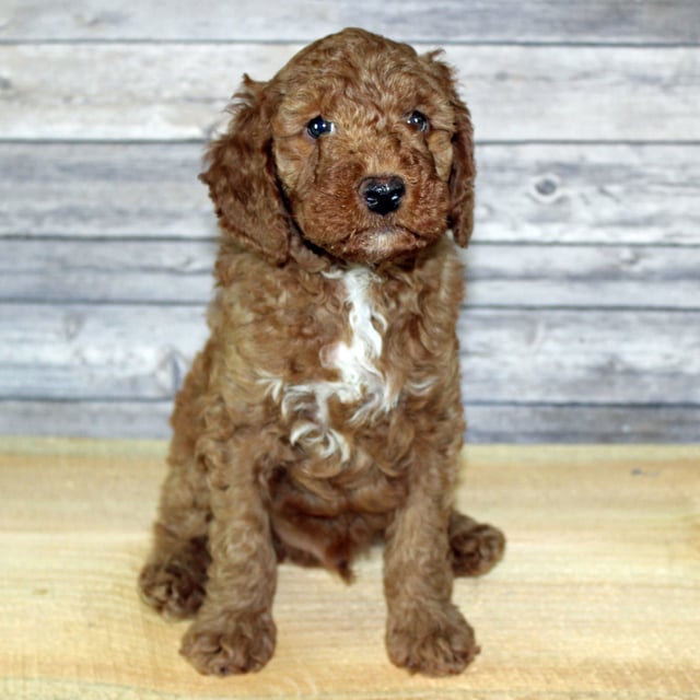 A picture of a Yoshi, one of our Petite Irish Goldendoodles puppies that went to their home in Texas