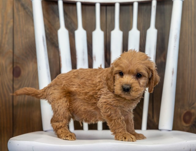 Bolt came from KC and Rugar's litter of F1 Goldendoodles