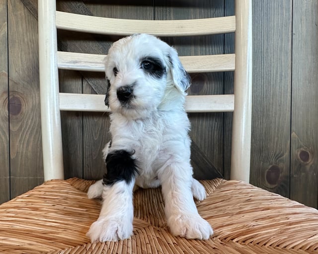 A picture of a Ruby, one of our Standard Sheepadoodles puppies that went to their home in Iowa 