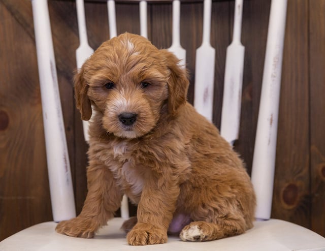 Jaxx is an F1 Goldendoodle that should have  and is currently living in Minnesota