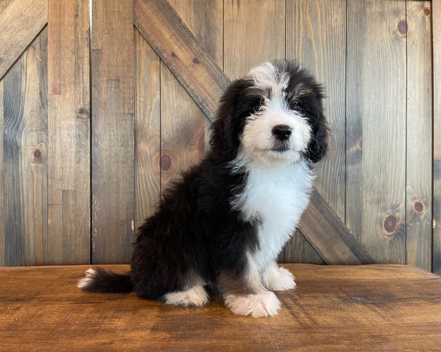 Ximo came from Delilah and Bentley's litter of F1 Bernedoodles