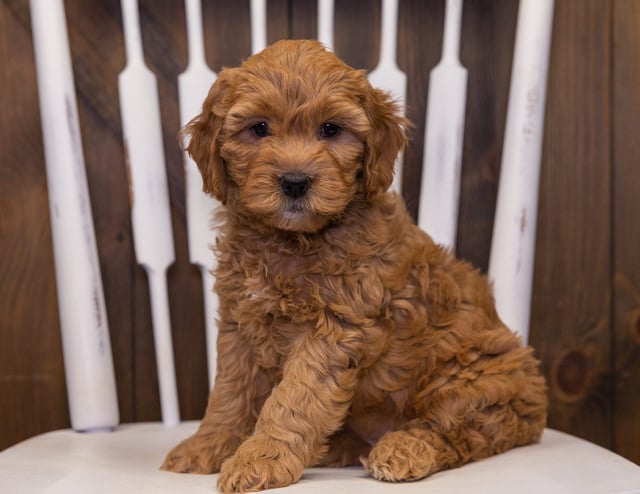 A picture of a Jayde, one of our Mini Goldendoodles puppies that went to their home in South Dakota