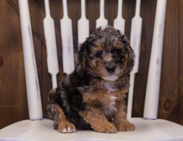 A picture of a Hamilton, one of our Mini Bernedoodles puppies that went to their home in Minnesota