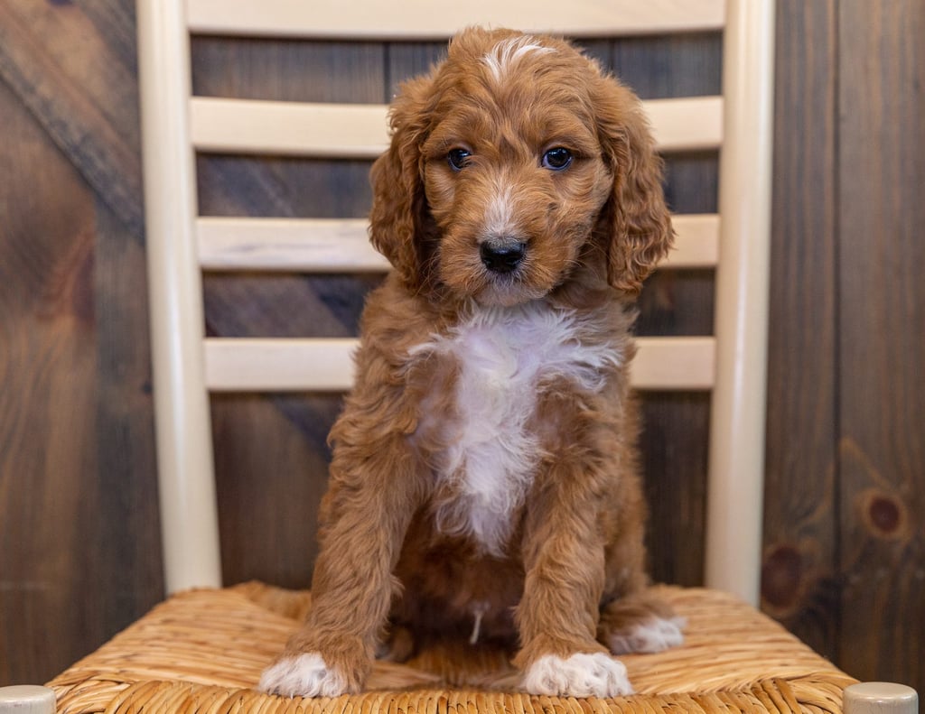 Luca came from Berkeley and Scout's litter of F1B Goldendoodles