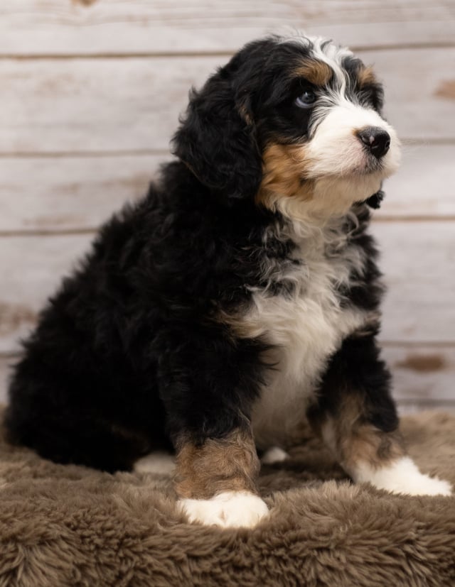 Ian was born on 12/12/2018 and is a Wisconsin Bernedoodle