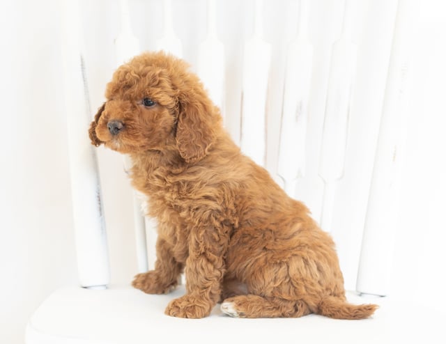Mocha came from Leia and Rugar's litter of F1B Goldendoodles