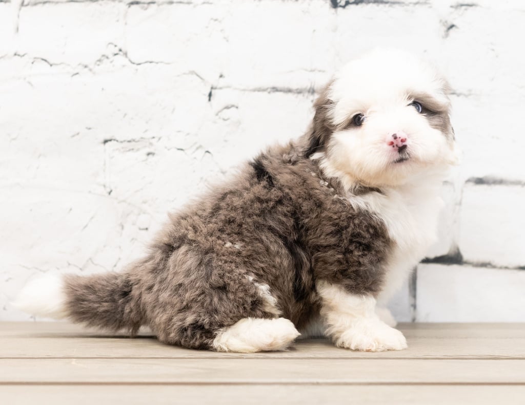 A picture of a Zico, one of our Mini Bernedoodles puppies that went to their home in South Dakota