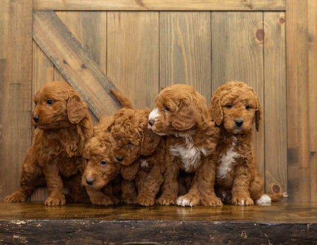 A litter of Mini Goldendoodles raised in Iowa by Poodles 2 Doodles