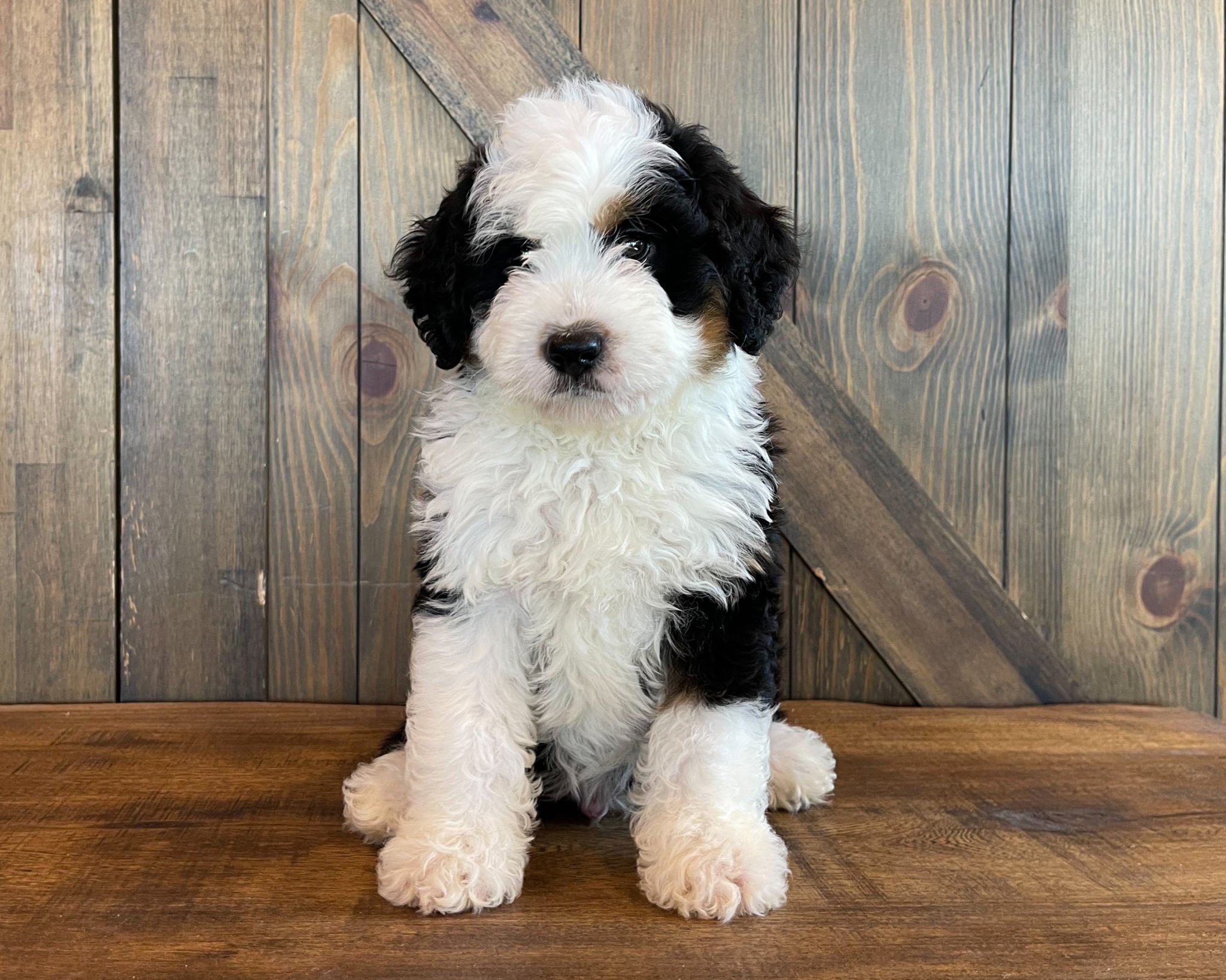 A litter of Standard Bernedoodles raised in Iowa by Poodles 2 Doodles